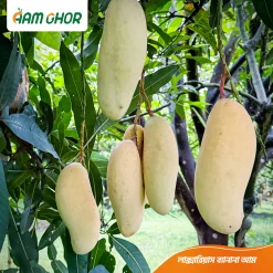 লাক্সারিয়াস ব্যানানা আম / Luxurious Banana Aam