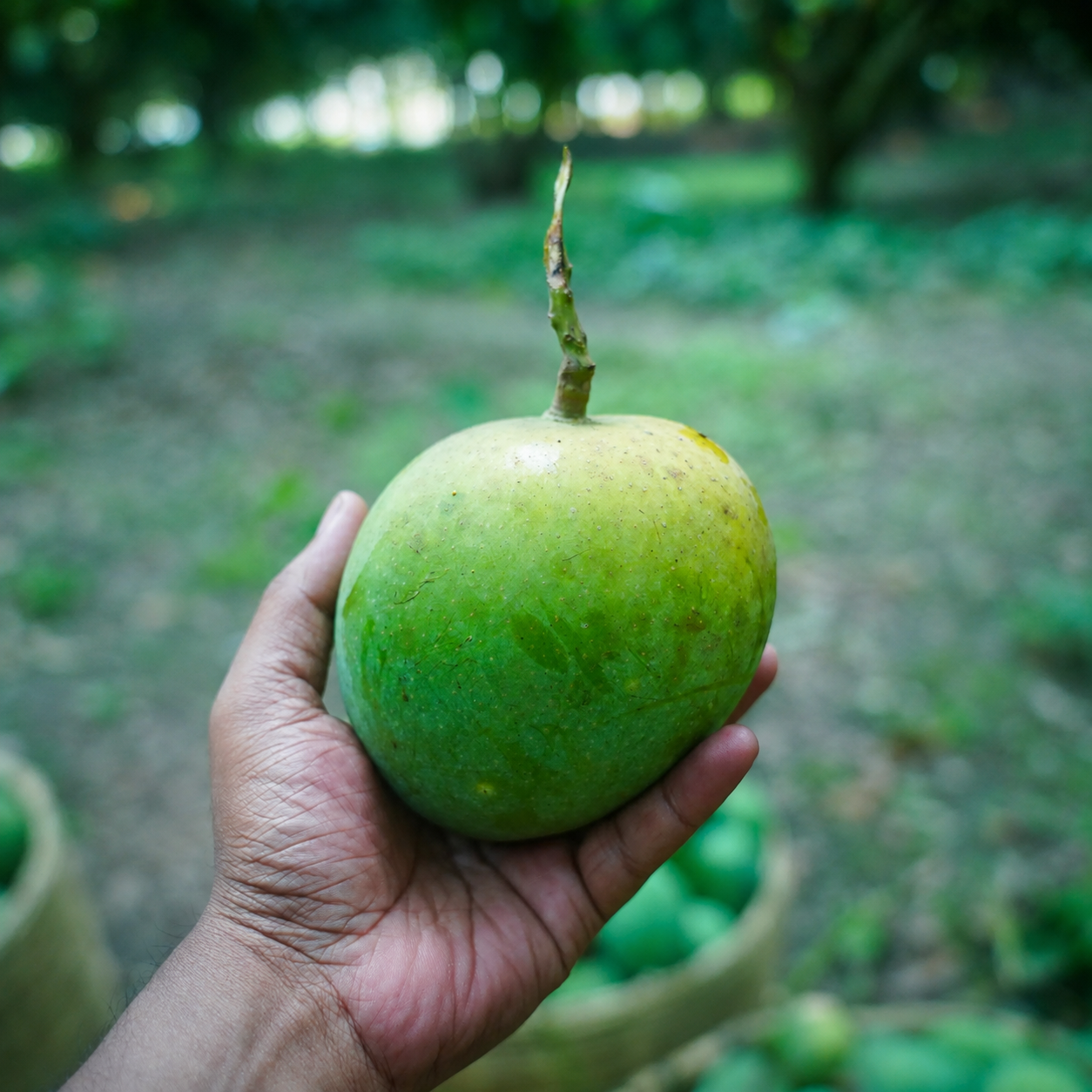 গোবিন্দভোগ আম ২