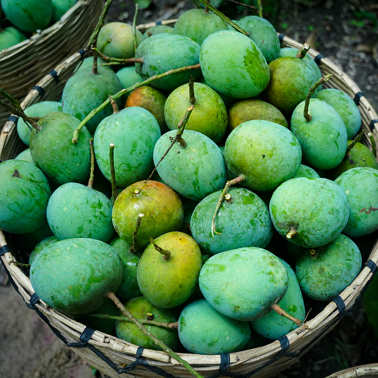 গোবিন্দভোগ আম ছবি ২