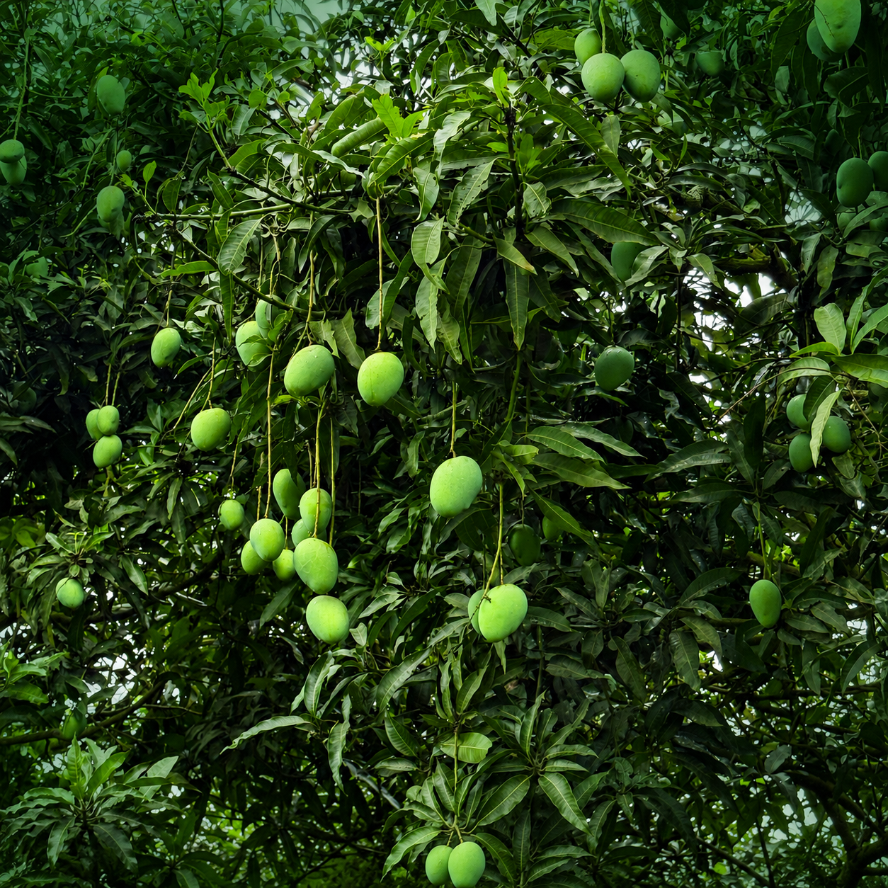 গোবিন্দভোগ আম ছবি ৪