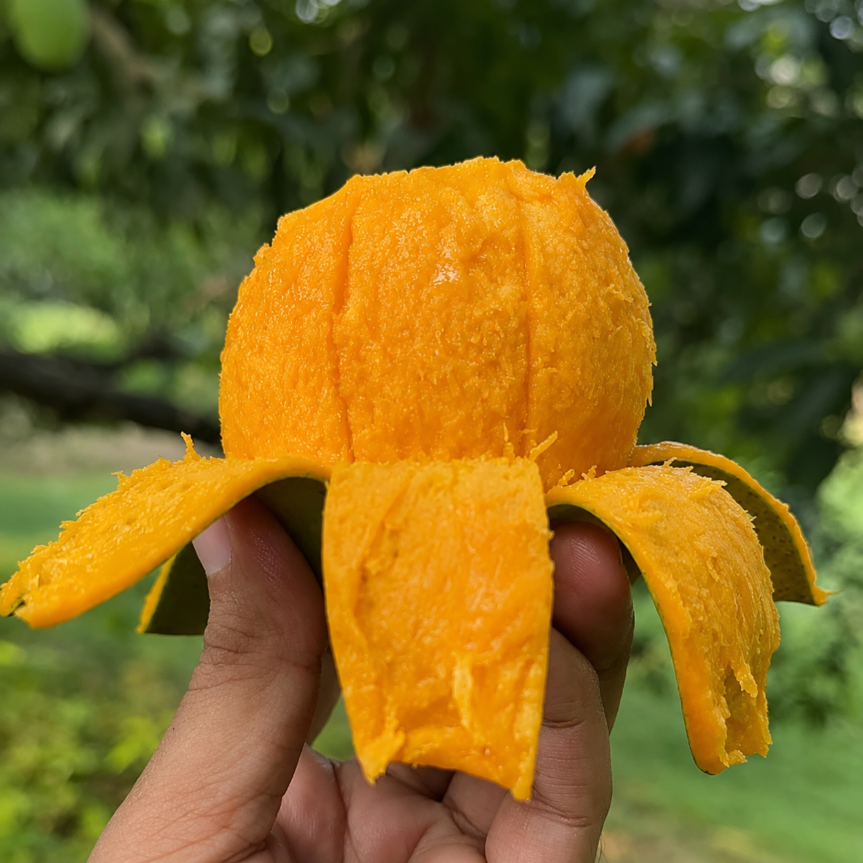 গোবিন্দভোগ আম ১